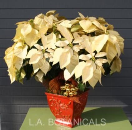 Caring for Poinsettia Plants