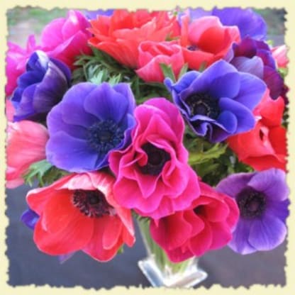 Spring Flowers are In!