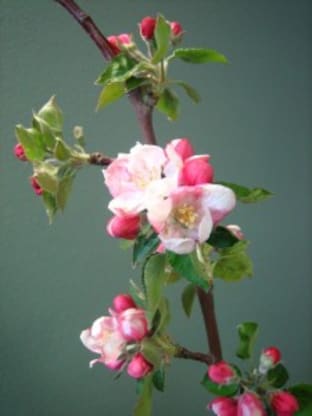 Organic Apple Blossom