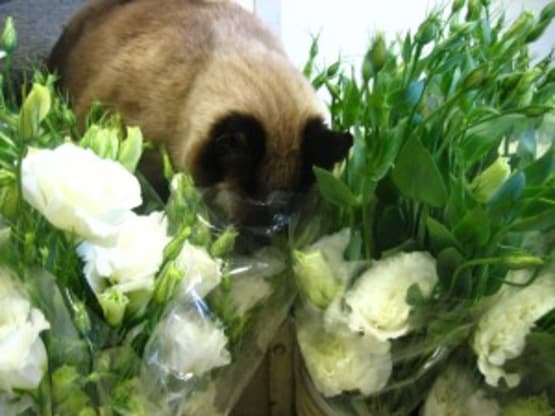 Pets and Fresh Flowers