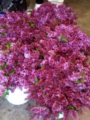 Lilac Season