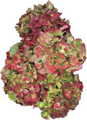 Favorite Flower Market Finds - Antique Hydrangea