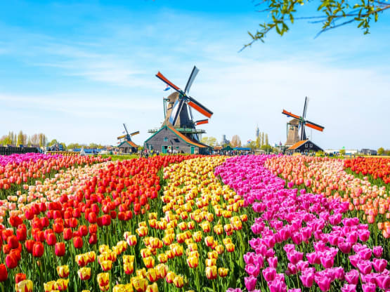 Dutch Tulip Gardens