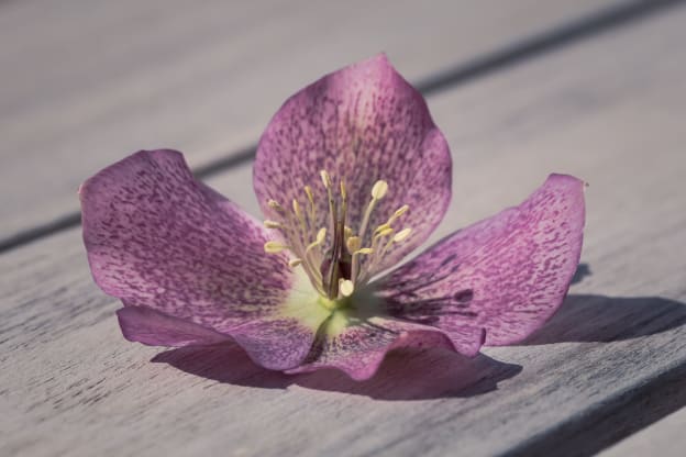 Seasonal Winter Blooms 