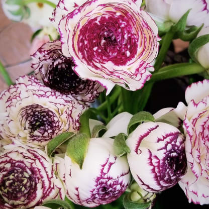 Ranunculus In Full Bloom Blog Sonny Alexander Flowers