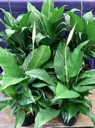 Peace Lily Facts
