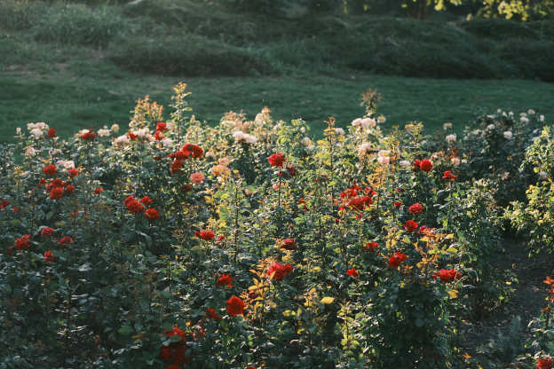 Heat Tolerant Flowers to Plant in Your Summer Garden