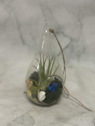 All About Air Plants