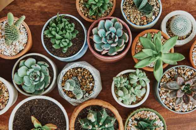 How to Care for Succulents - Tips and Techniques