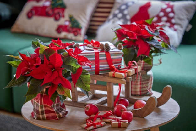 Top 10 Christmas Flowers to Brighten Your Home      