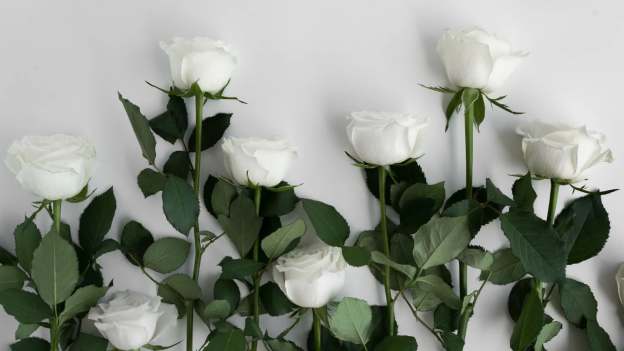 What Do White Roses Mean in Love and Relationships? 