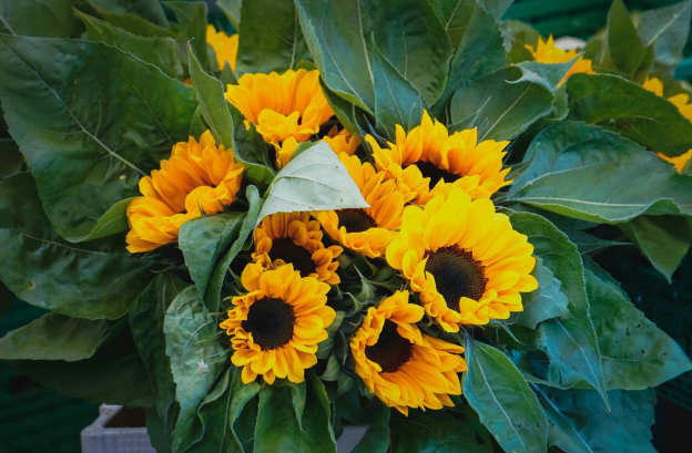 Best ‘Get Well Soon’ Flowers to Send Bright Wishes