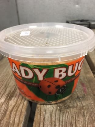 Love The Lady-bugs