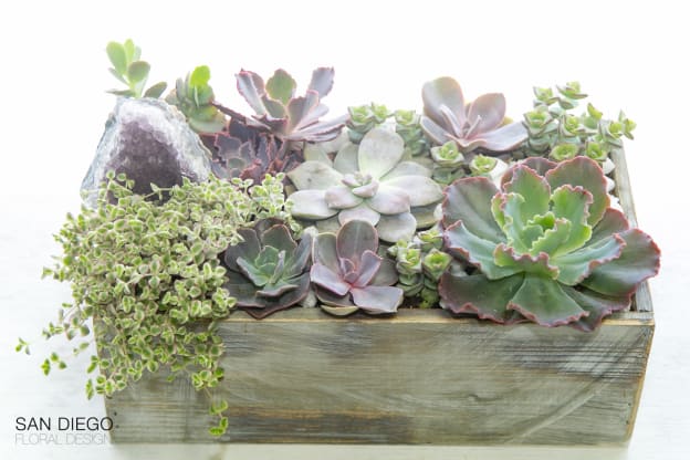 Come Join Us For Plant Night!
