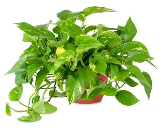 Shall we talk plants? 