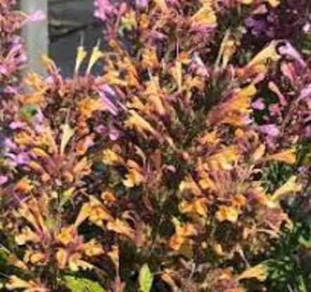 2024 June Sale in the Greenhouses