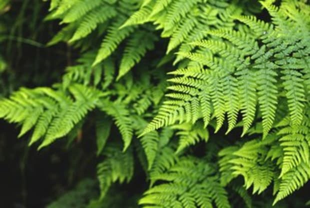 What are those dots on the underside of Ferns?