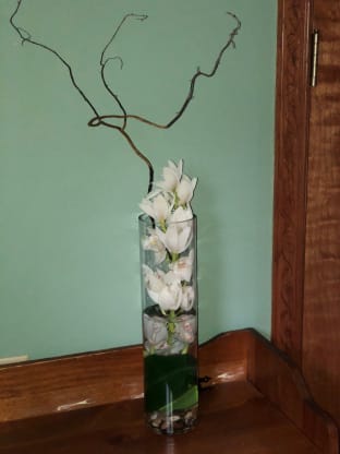 Underwater Orchid Care Blog Kathy S 2nd Chance Plants Llc