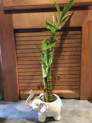 Care Tips For Lucky Bamboo Blog Kathy S 2nd Chance Plants Llc