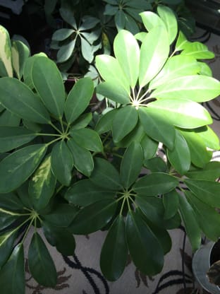 Helpful Houseplants-Clean the Air