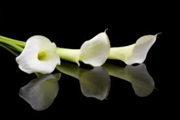 Featured image of post Sympathy Flowers Images : Are flowers an appropriate sympathy gift?