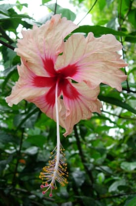 Flowers in Baltimore