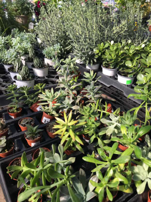 Succulents