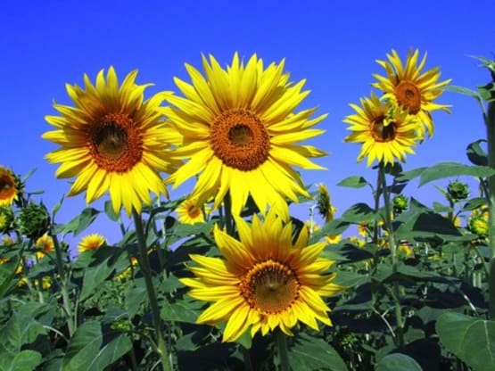 Gardening As Stress Relief
