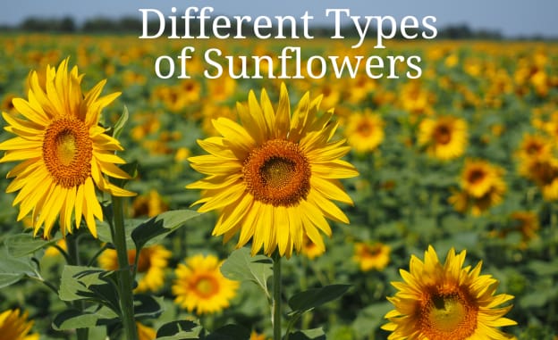 Different Types Of Sunflowers Blog Twinbrook Floral Design