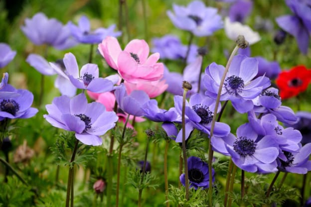 Why Give flowers?