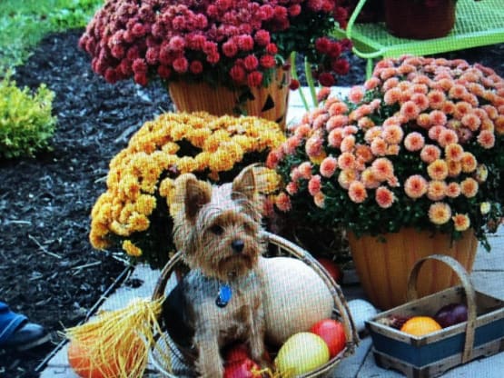 Dogs and Flowers contest