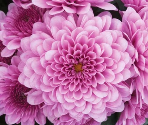 Chrysanthemums