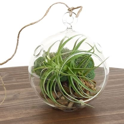 5 Ways Millenials benefit from love of Houseplants