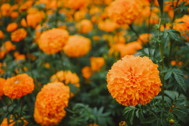 The Marigold, A Burst of Autumn Radiance