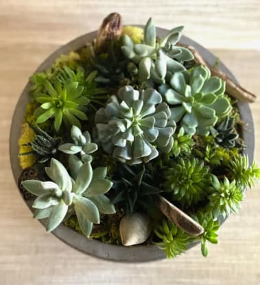 A Perfect Gift: The Lush Succulent Garden