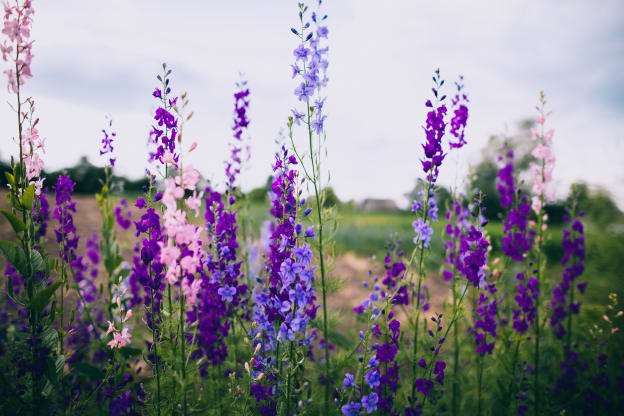 July's Radiant Bloom: The Larkspur - Timeless Beauty