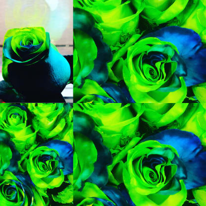 Go Hawks Seahawks Roses!