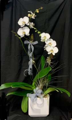  Our Exquisite Orchid Plant Arrangements