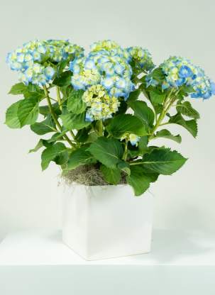 Caring for Hydrangea Plants
