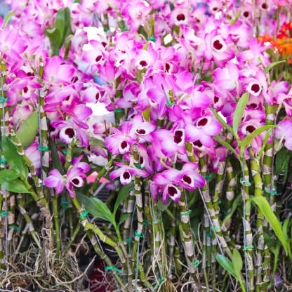 Care for dendrobium orchids