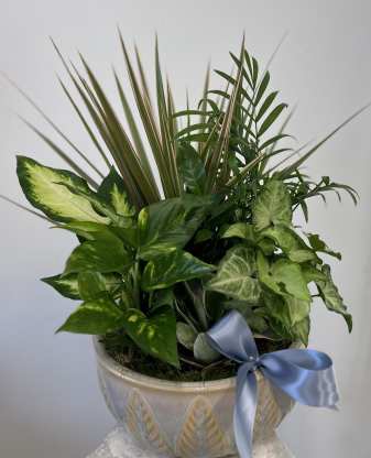 ​Dish Garden Transformation