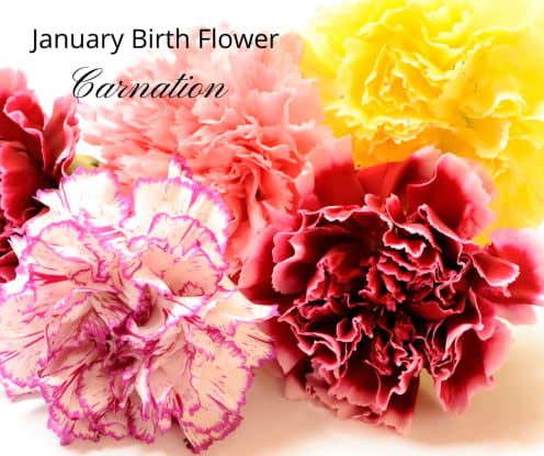 January Birth Flower - Carnation