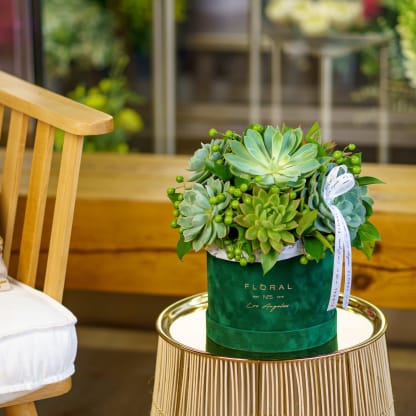 Los Angeles Succulent Delivery
