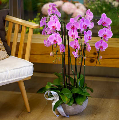 Phalaenopsis Orchid Pots — Valentine's Day Flowers