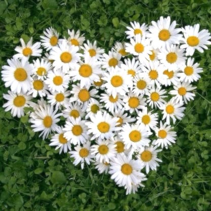 ZIP CODES FOR LOCAL FLORIST SAME DAY DELIVERIES 