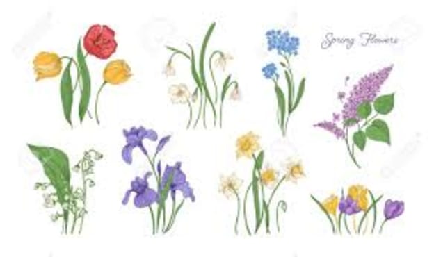 Spring flowers and their meanings