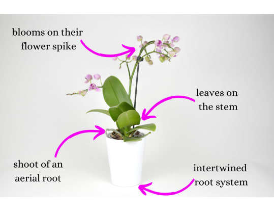 How to Repot your Orchid 