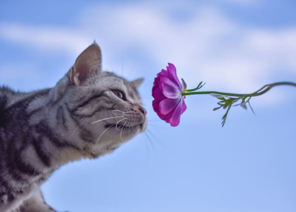 Floral Safety for Cats