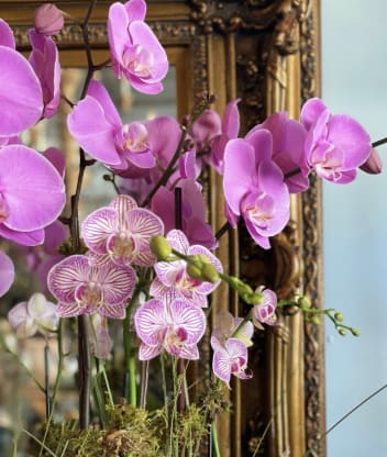 Orchid 101: Types of Orchids & How to Care for Them