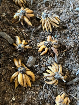 Preparing the Ranunculi and Planting up Tulips